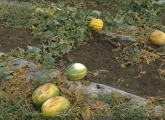 Fermier din Mehedinți, pagubă de mii de euro după ce oile unui cioban i-au distrus recolta